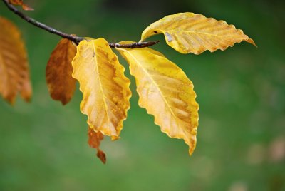 Fagus grandifolia 'Caroliniana' - buk velkolistý - list podzim